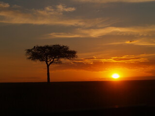 Vultur sunset over the Masai Mara, Kenya