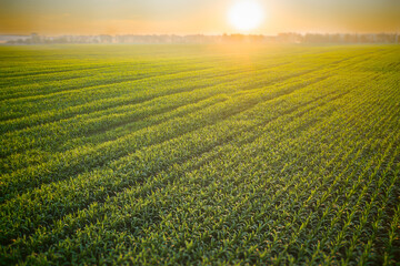 A picturesque field of young green corn sprouts in a light morning mist and the rays of the summer morning sun. Beautiful rural farming landscape at dawn.