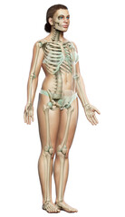 3d rendered, medically accurate illustration of a female skeleton system