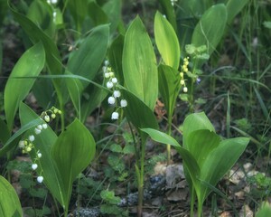 Spring white anemone flowers in the forest