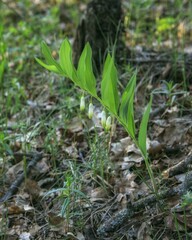 Blossoming Solomon's Seal in the forest
