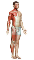 3d rendered medically accurate illustration of a male muscle system