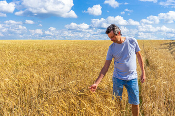 Naklejka na ściany i meble Tourist or farmer man touching with hand rye spikes in golden ripe field in summer sunny day. Harvesting, organic farming concept. Travelling to clean places of Earth or beauty of nature discovering