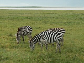 Fototapeta na wymiar Zebra's in grass lake in distance