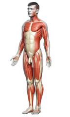 3d rendered medically accurate illustration of a male muscle system