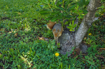 A squirrel is looking for food in the grass next to a tree.  