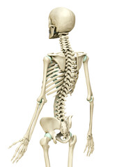 3d rendered, medically accurate illustration of the skeleton system