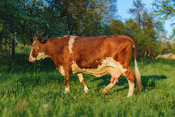 Fototapeta na wymiar Cattle graze on green meadow grass. Breeding cows in the countryside.