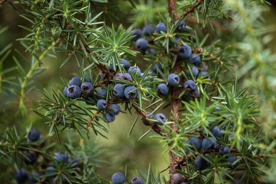 Blue berries on a tree of juniper