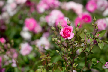 small bright pink rose on a background of flowers.