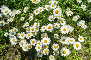 Daisies grow in the grass.
