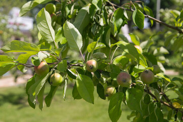 Growing green apple in the garden. Fruits of summer.