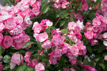 Many pink roses blooming in the garden.