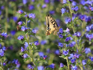 Butterfly on a blue flower closeup