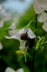 Slug  on a leaf