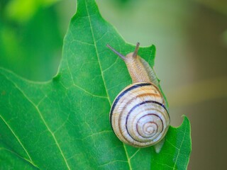 Small cute snail on leaf closeup