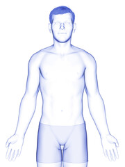 Fototapeta premium 3d rendered illustration of the male body