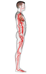 3d rendered medically accurate illustration of male arteries