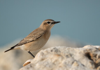 Isabelline Wheatear perched on limestone rock, Bahrain