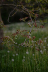 walnut bud in spring season. new leafs on twig