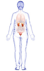 3d rendered, medically accurate illustration of female   kidneys