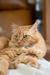 くつろぐ猫　　茶トラ猫