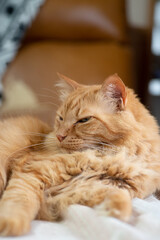 くつろぐ猫　　茶トラ猫