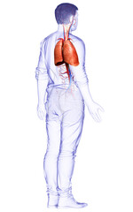 3d rendered, medically accurate illustration of a male lung anatomy