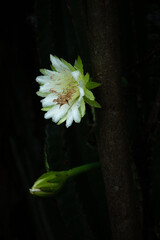 cactus flowers