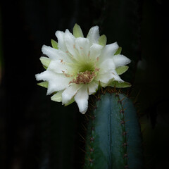 cactus flowers