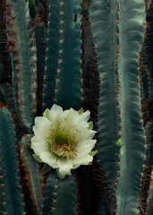 cactus flowers