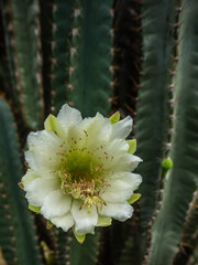 cactus flowers