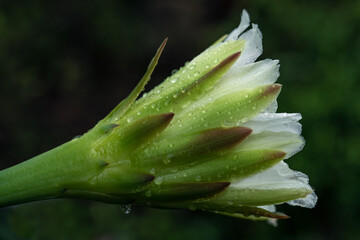 cactus flowers