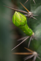 cactus flowers