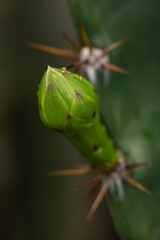 cactus flowers