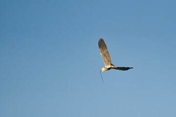 bird in flight
