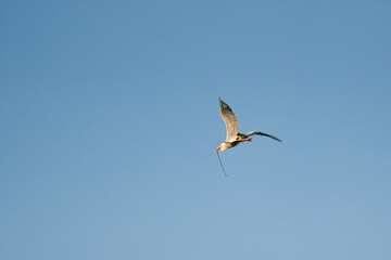 bird flying in the blue sky