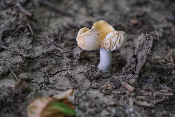 Small mushroom