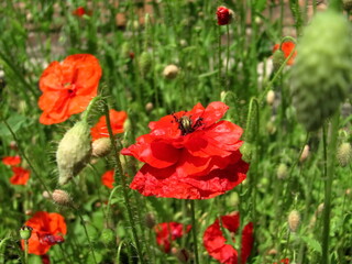 red poppy flowers on a green background
