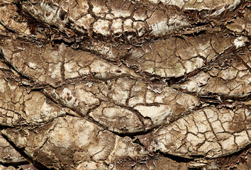 Dry soil texture on ground. Of huge area dried land suffering from drought - in cracks. Dry water reservoir. Natural drought concept: dried cracked earth soil ground texture background.