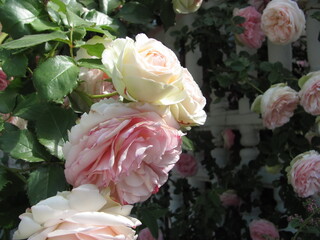 A bush of pink and white roses near a curly white fence.  Flowers close up