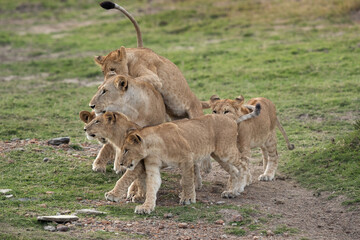 Fototapeta na wymiar Lioness and her cubs, Masai Mara