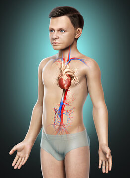 3d rendered medically accurate illustration of the young boy heart