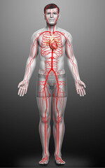 3d rendered medically accurate illustration of male arteries