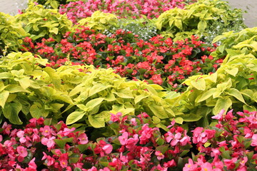 Naklejka premium colorful flowers in a garden