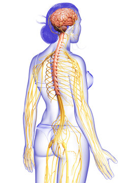 3d rendered medically accurate illustration of a female nervous system