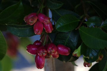 red berries on a tree