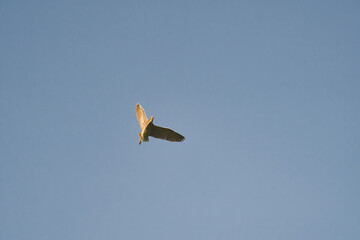 Obraz premium bird flying in the sky