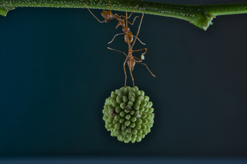 green plant with water drops and ant

