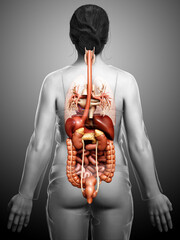 3d rendered medically accurate illustration of Female Digestive System  and heart